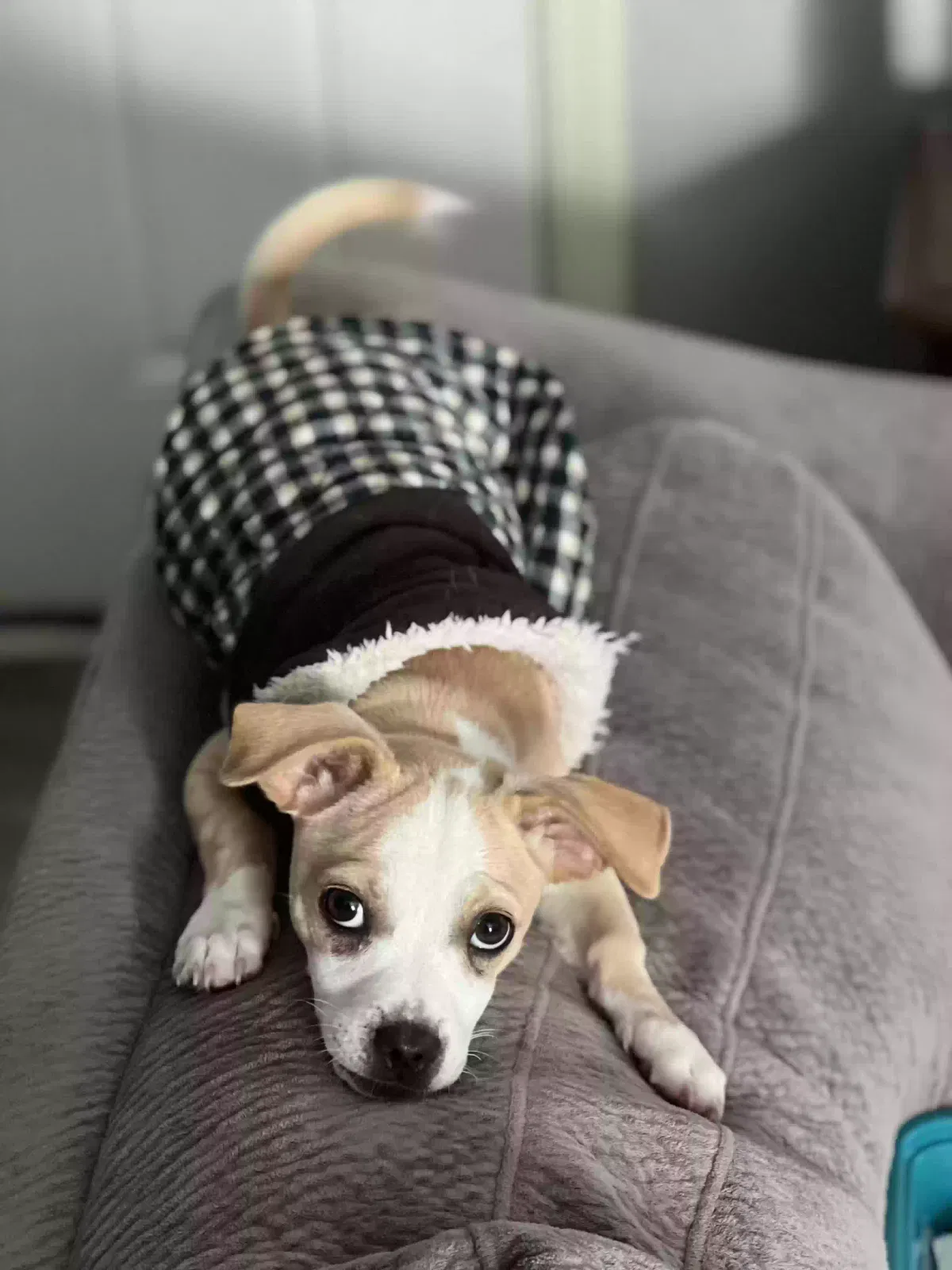 Lost dog in Highlands, TX, 77562