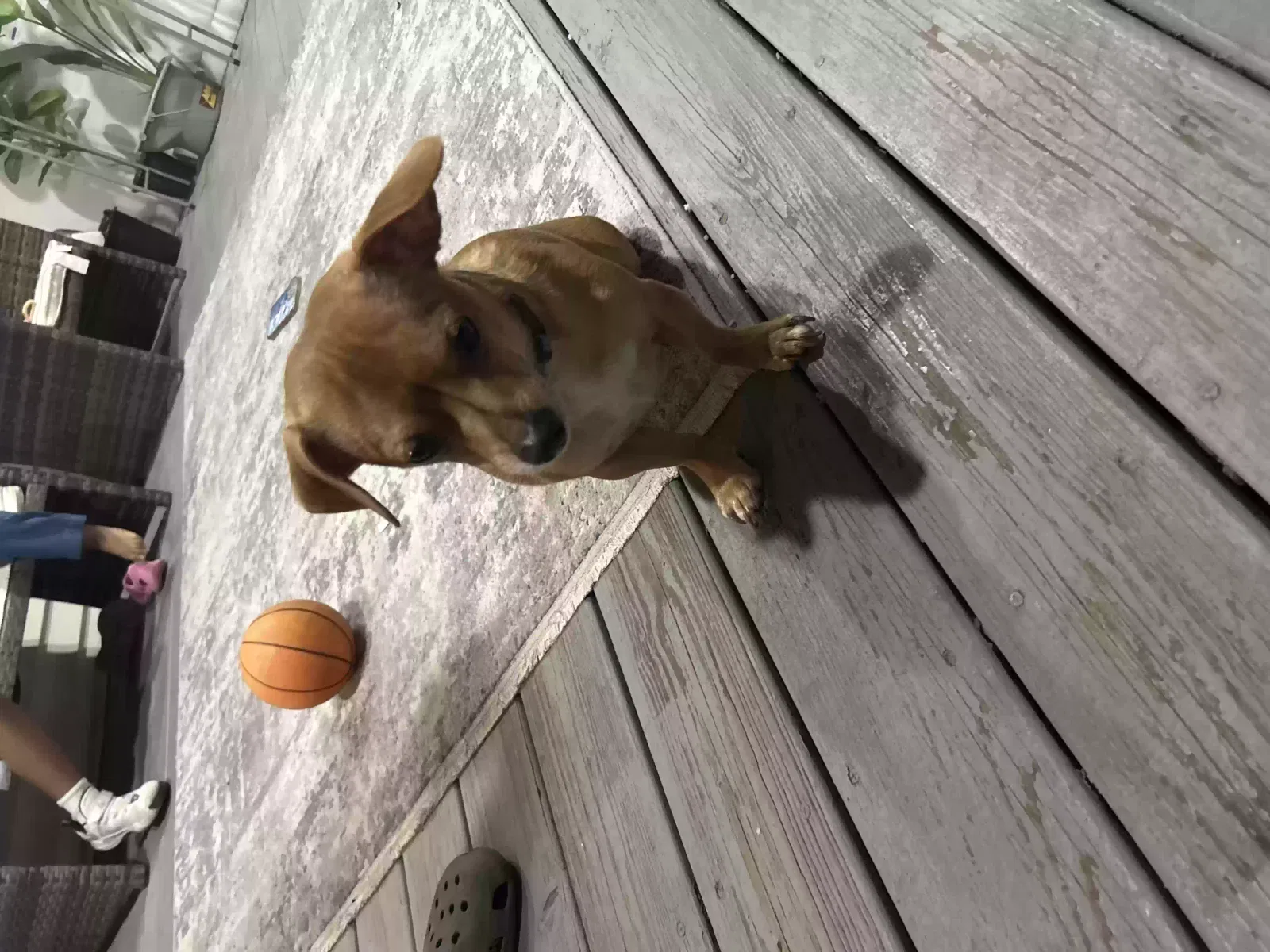 Lost dog in Hammond, IN, 46323