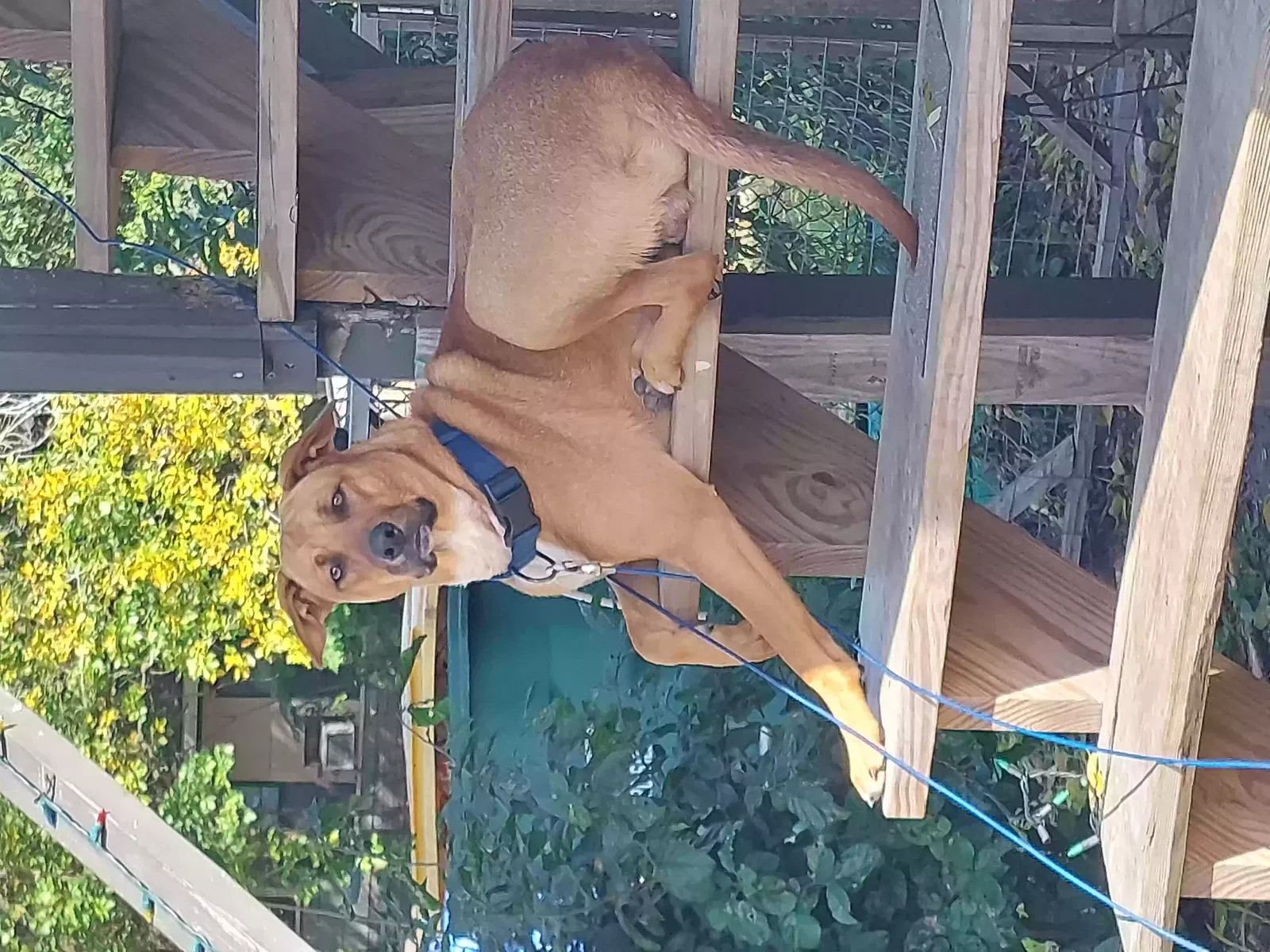 Lost dog in Corpus Christi, TX, 78404