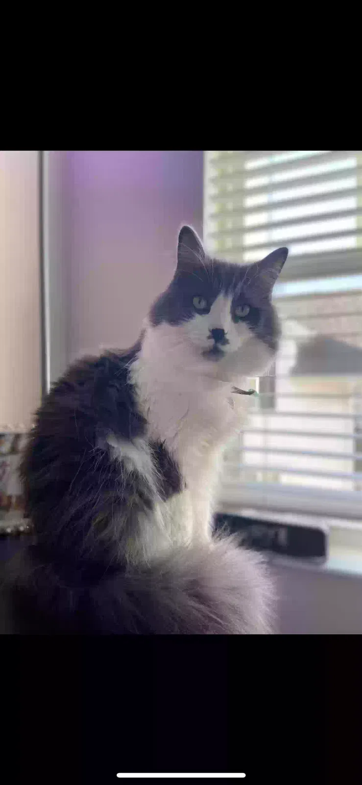Lost cat in Columbus, OH, 43228