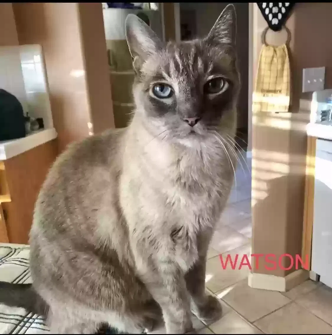 Lost cat in Manteca, CA, 95336