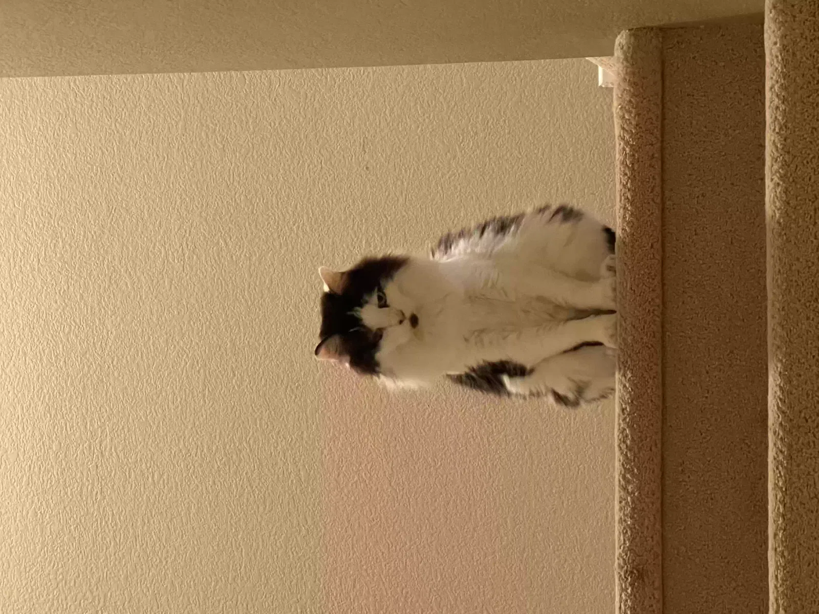 Lost cat in San Marcos, CA, 92078