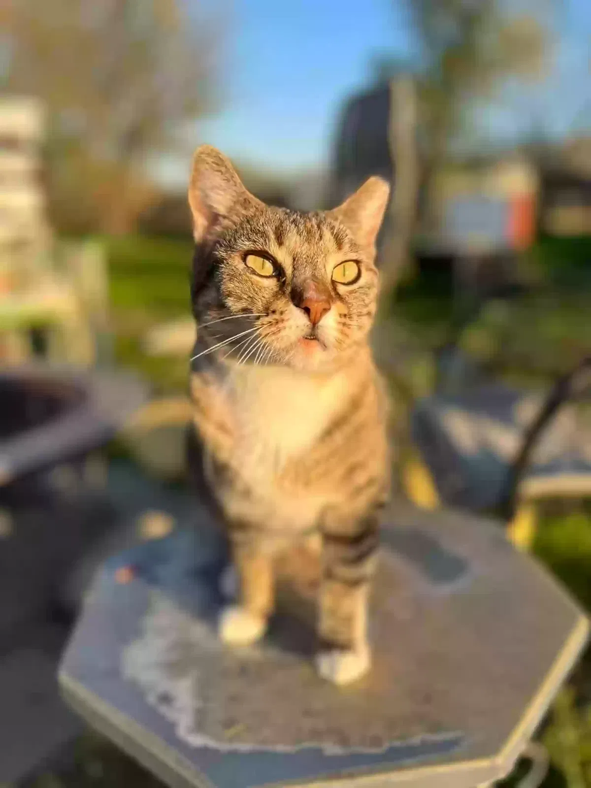 Lost cat in Oklahoma City, OK, 73109