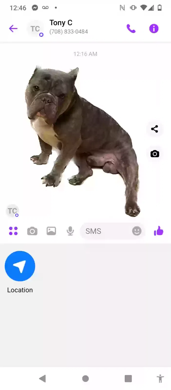 Lost dog in Calumet City, IL, 60409