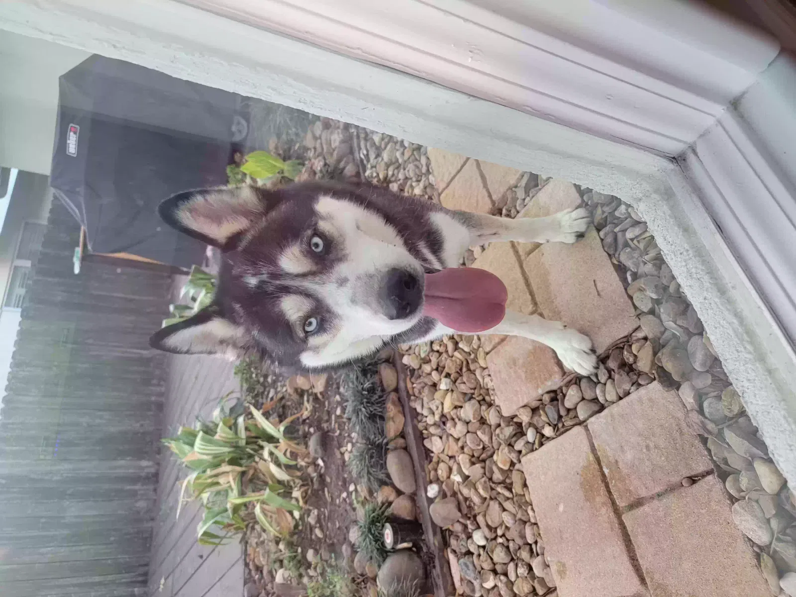Found dog in Houston, TX, 77056