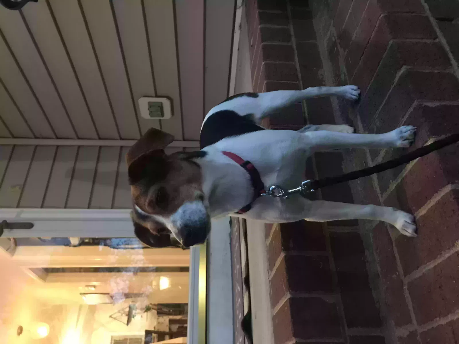 Found dog in Unknown, VA, 0