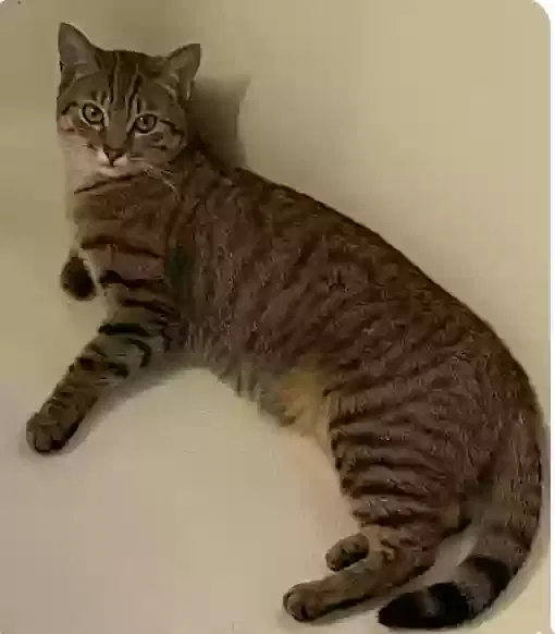 Lost cat in Grand Prairie, TX, 75052