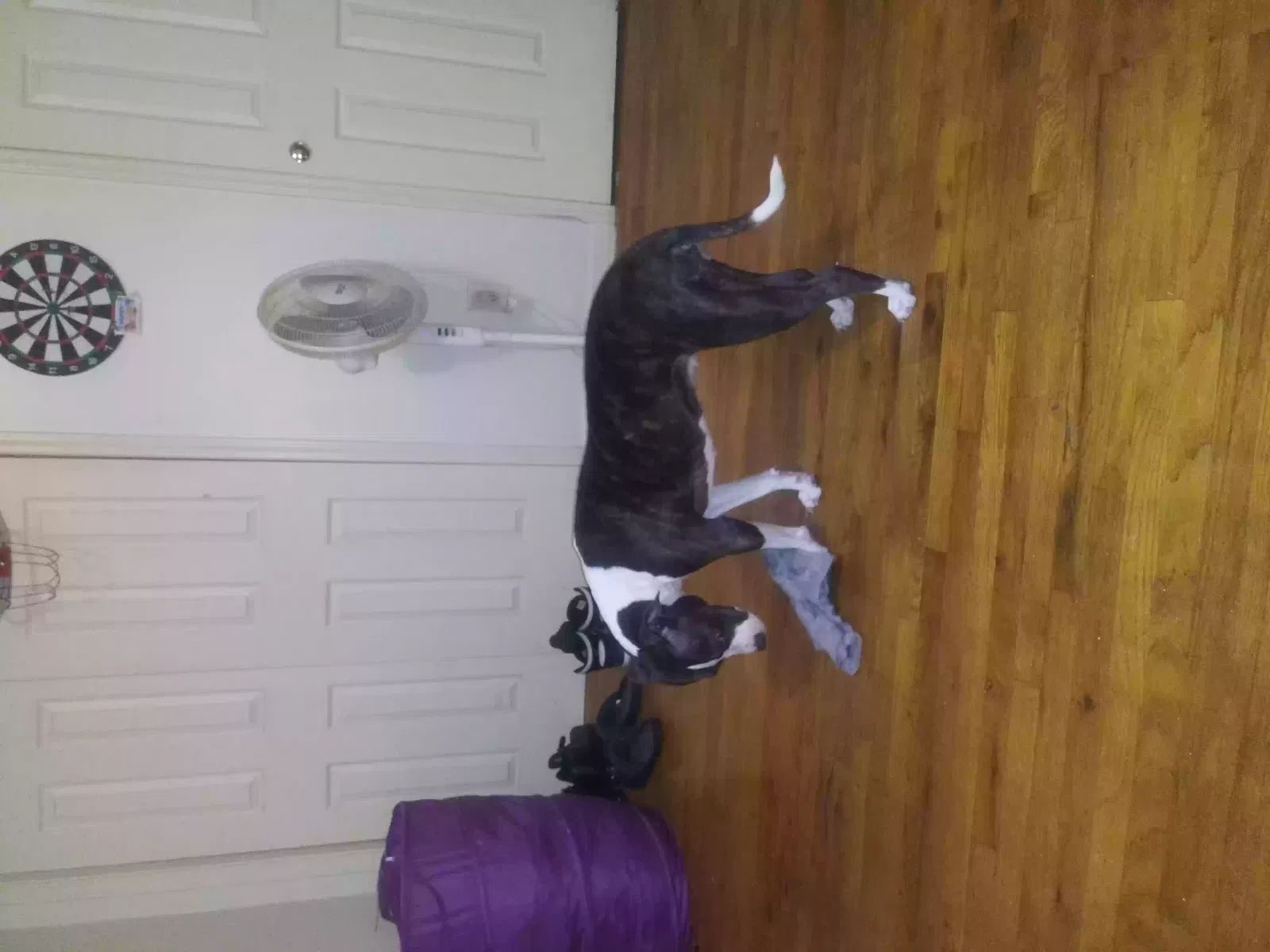 Lost dog in Newark, NJ, 7106