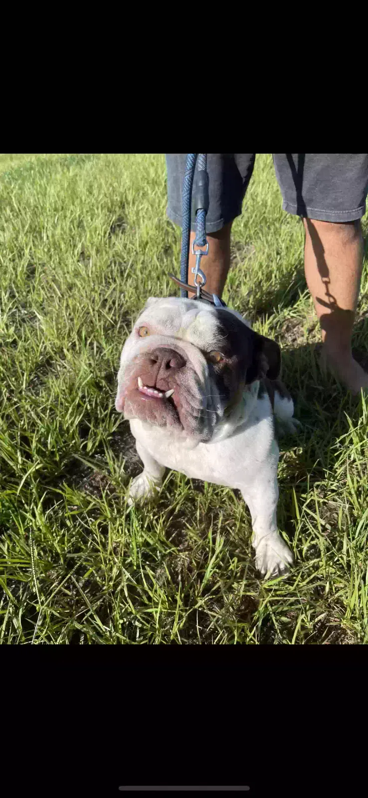 Lost dog in Lehigh Acres, FL, 33971