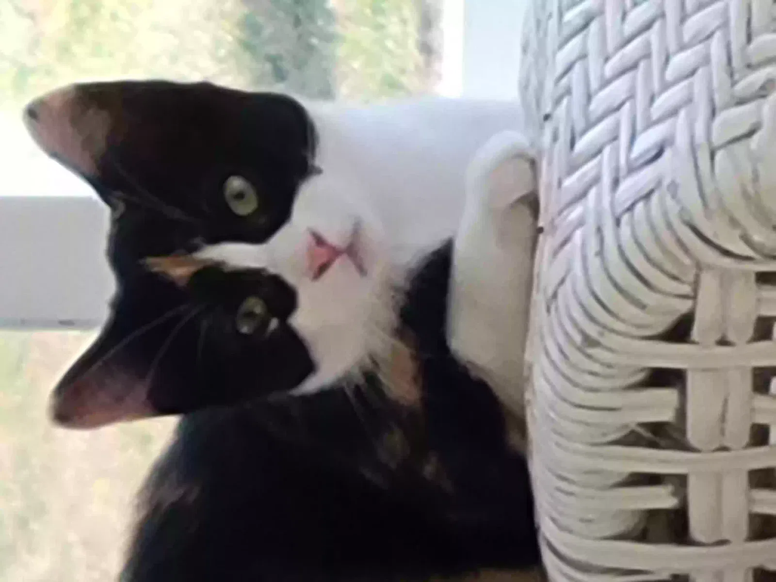 Lost cat in Toledo, OH, 43606
