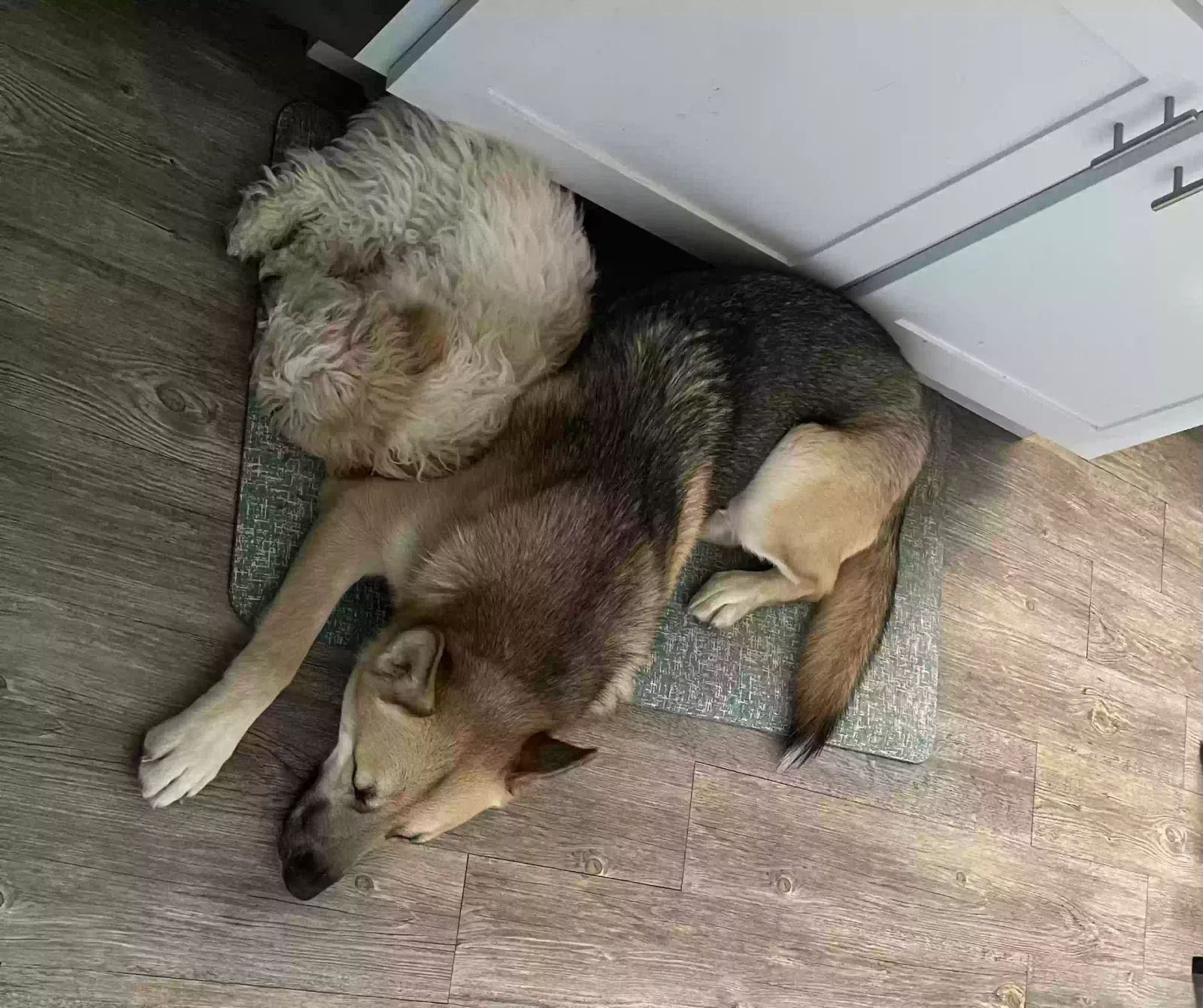 Lost dog in Killeen, TX, 76542