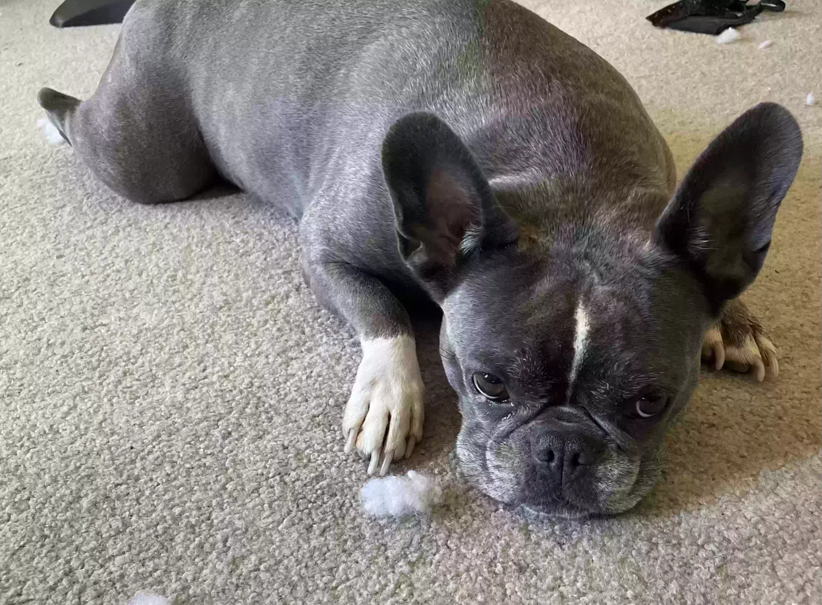Lost dog in Orange, CA, 92866