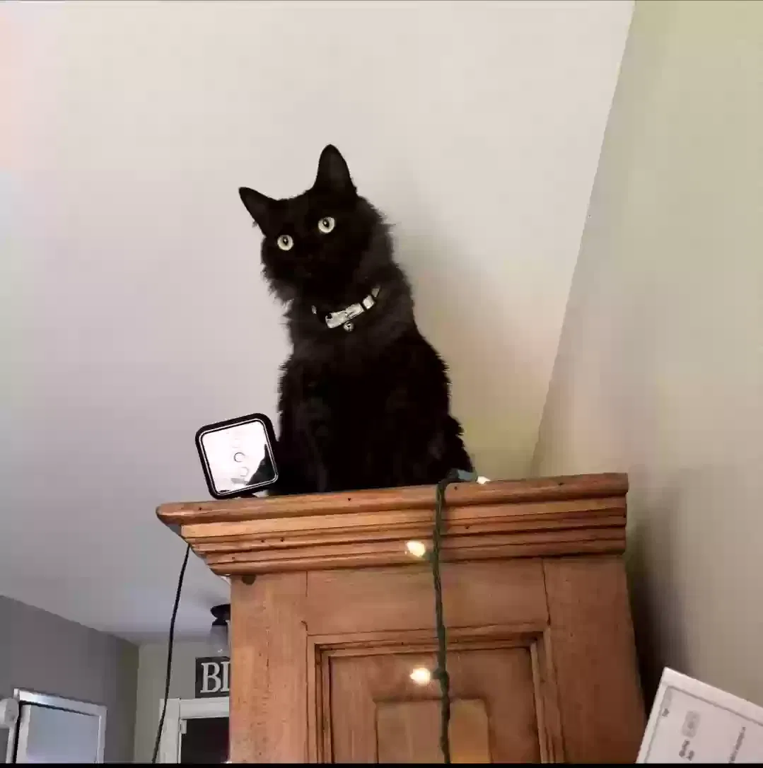 Lost cat in Woodland Hills, CA, 91367