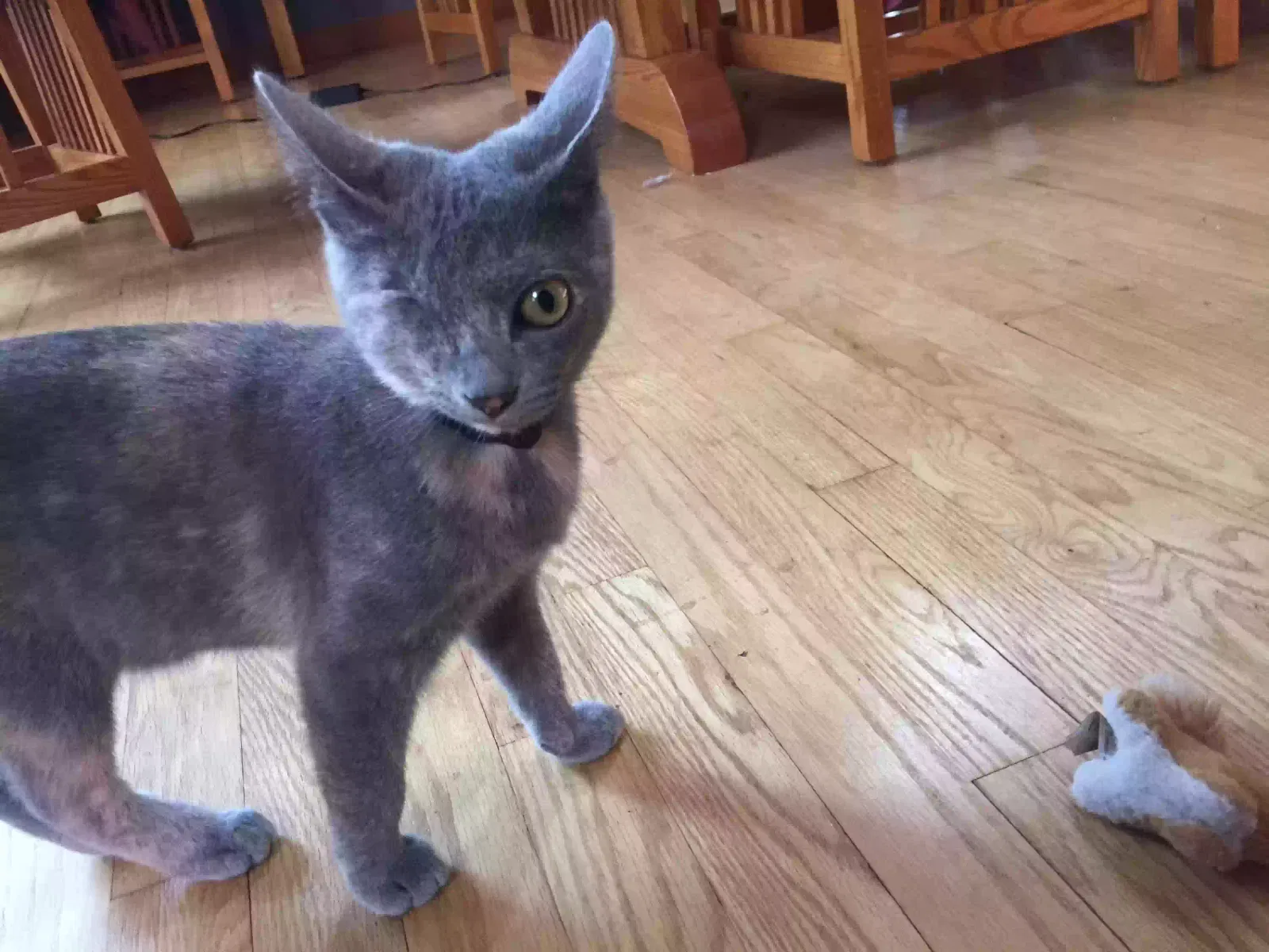 Lost cat in Glastonbury, CT, 6033