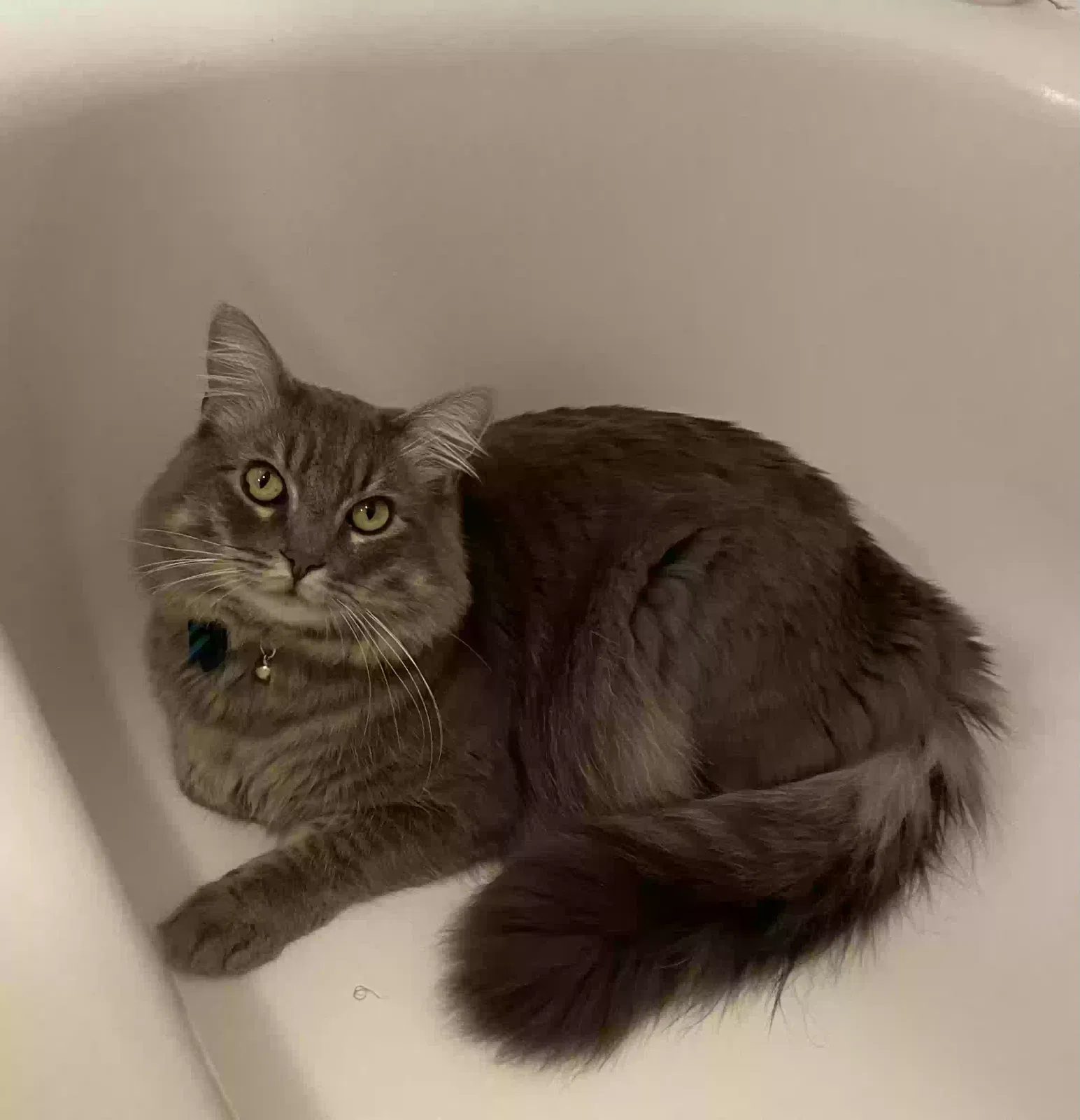 Lost cat in Huntington Beach, CA, 92648