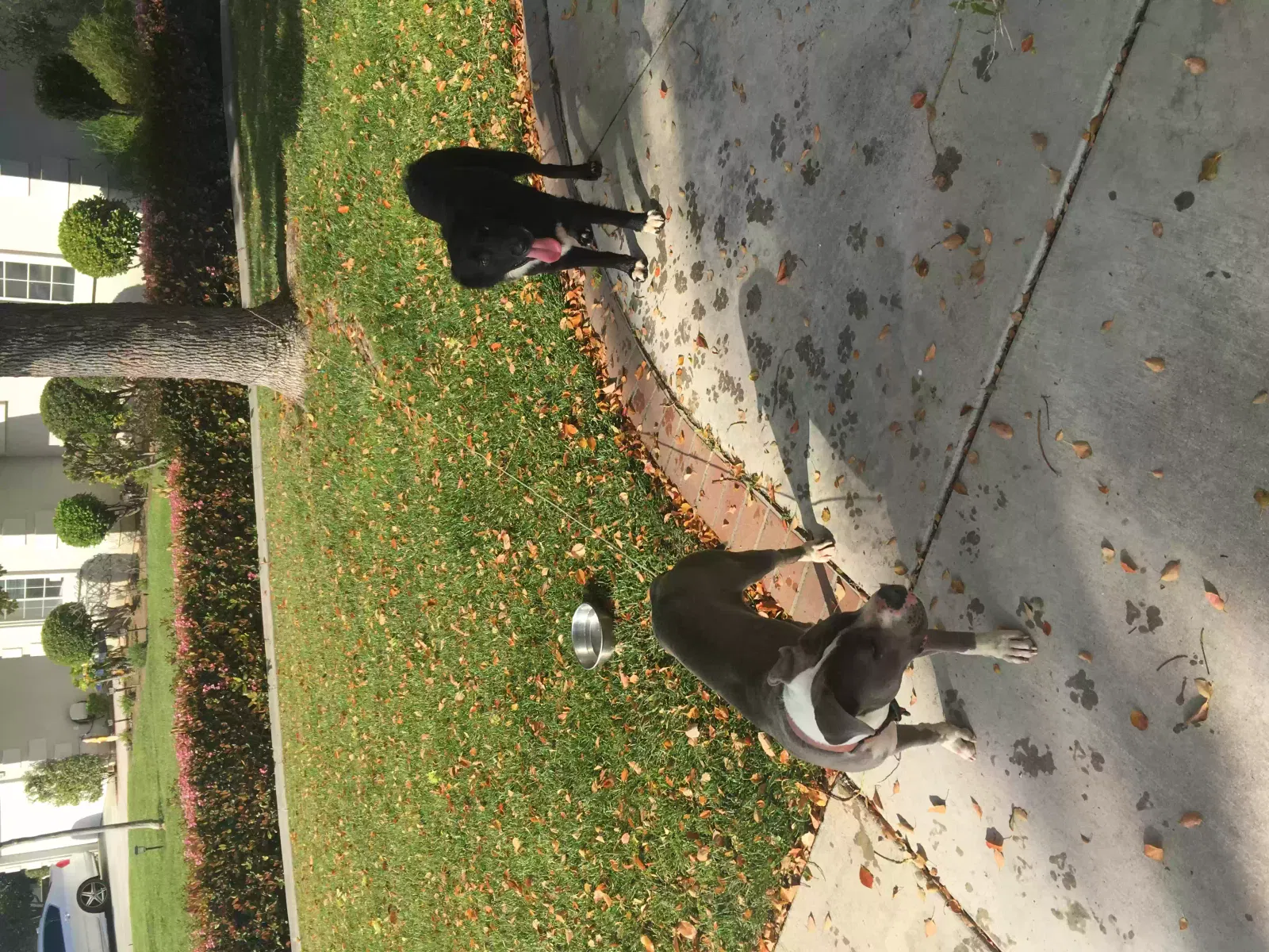 Found dog in Rancho Cucamonga, CA, 91701