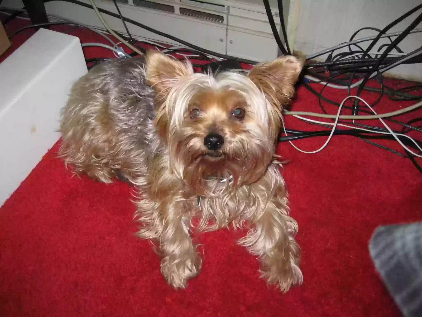 Lost dog in Zephyrhills, FL, 33541