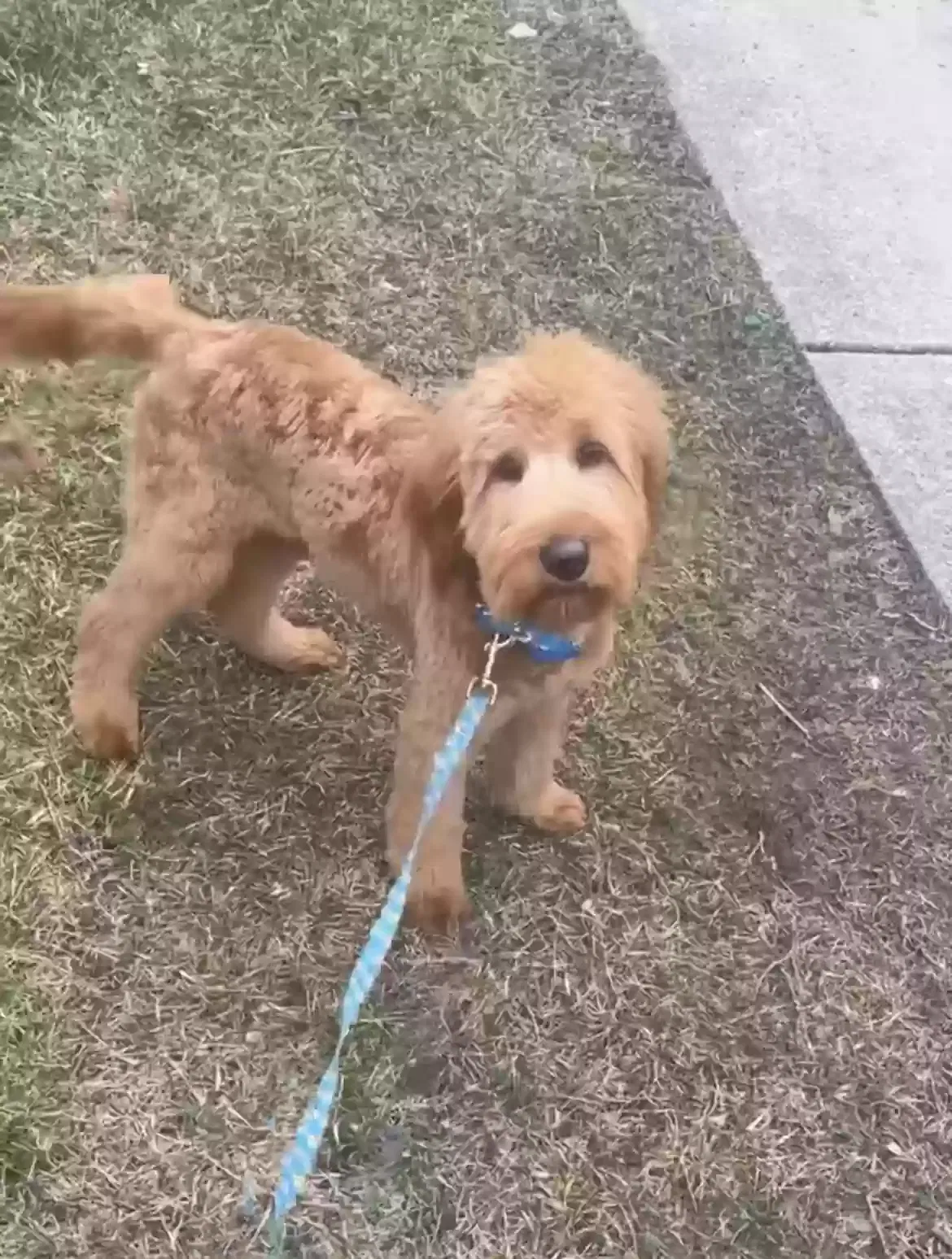 Lost dog in Warren, MI, 48089