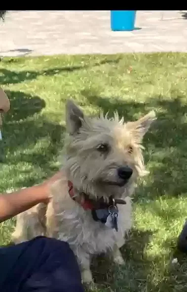 Lost dog in Sun Valley, NV, 89433