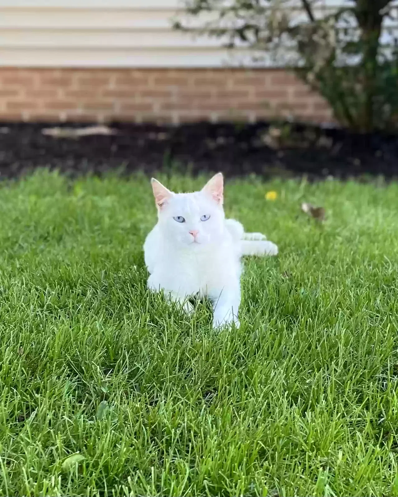 Lost cat in North Canton, OH, 44720