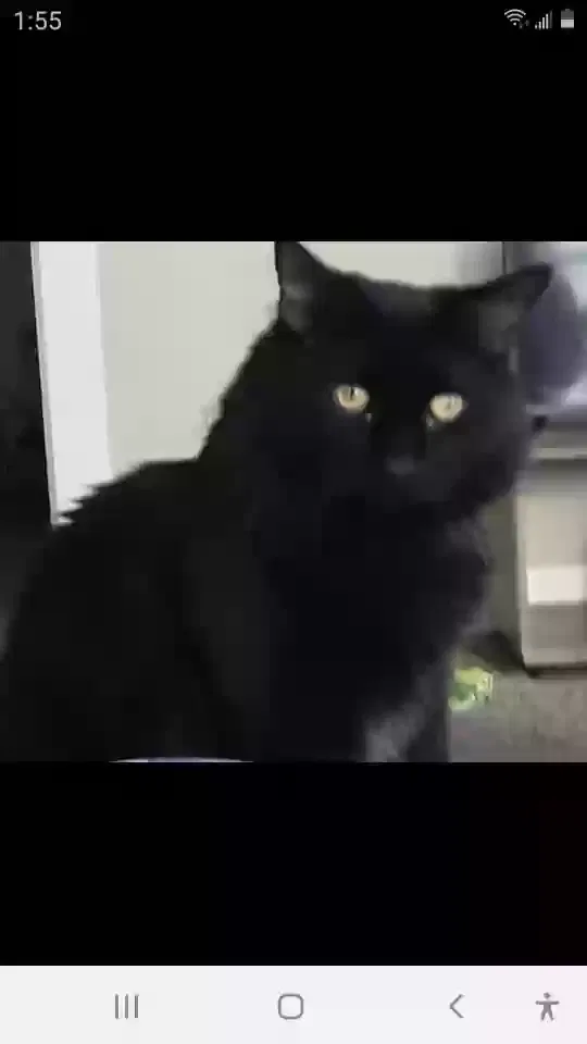 Lost cat in Fort Wayne, IN, 46807