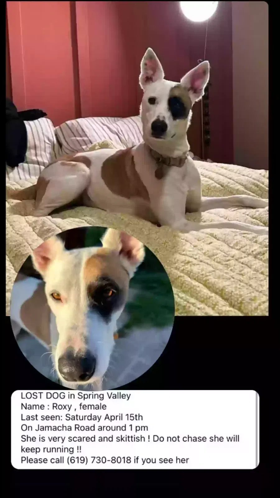 Lost dog in Spring Valley, CA, 91977