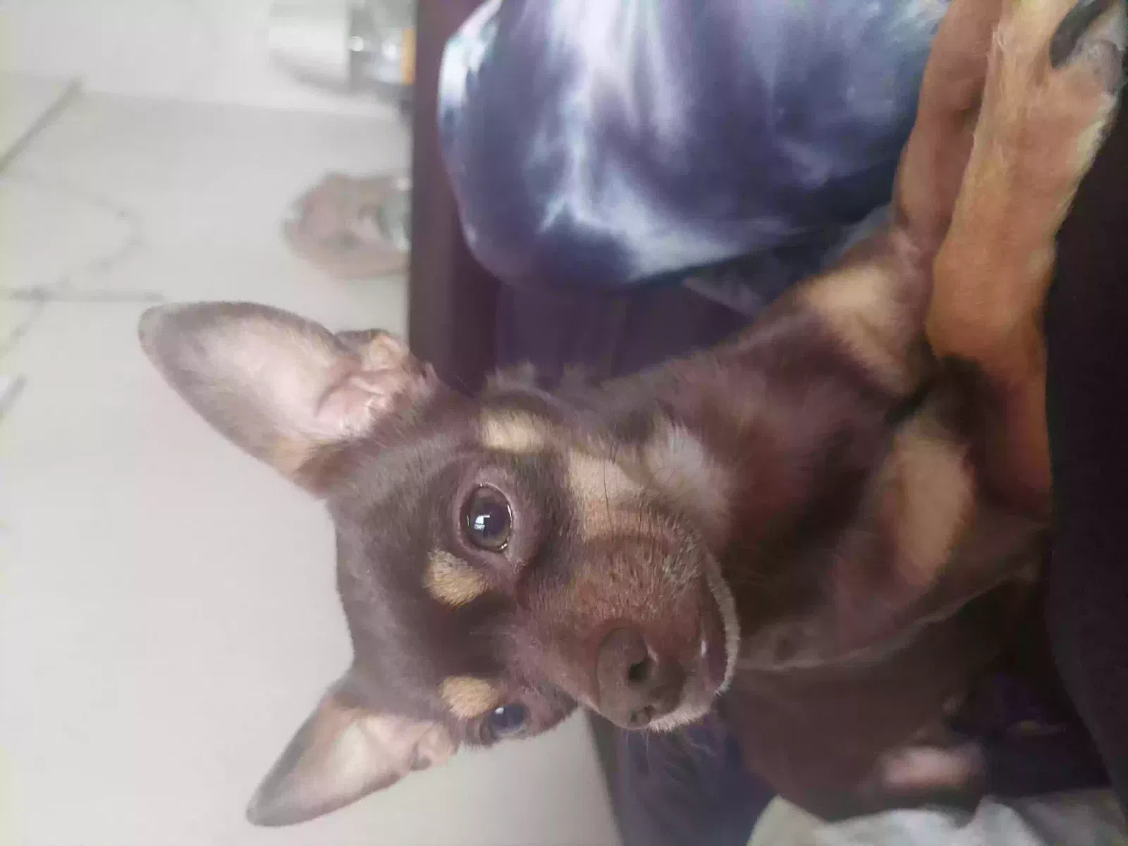 Lost dog in San Antonio, TX, 78228