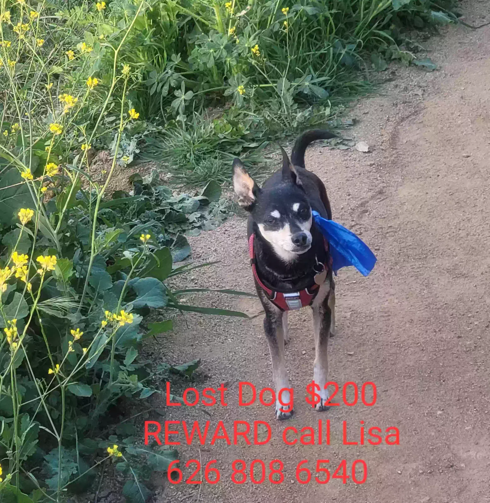 Lost dog in Glendora, CA, 91740