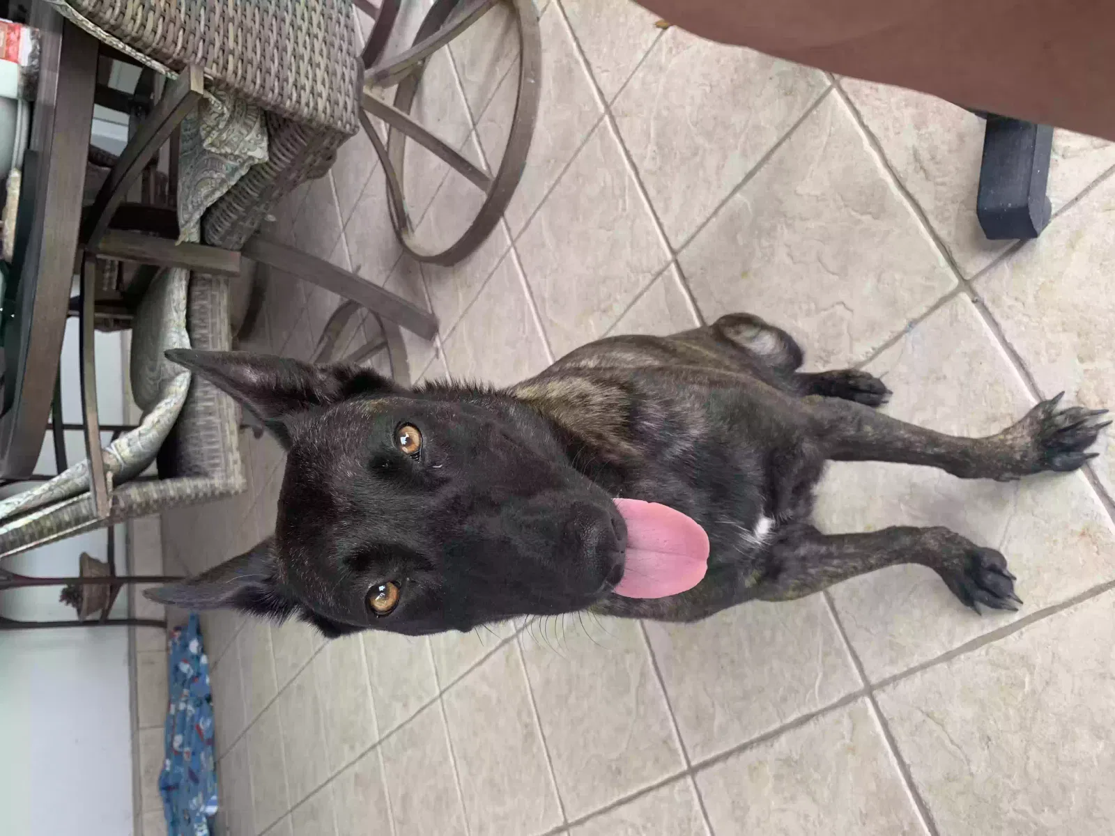 Found dog in Harlingen, TX, 78552