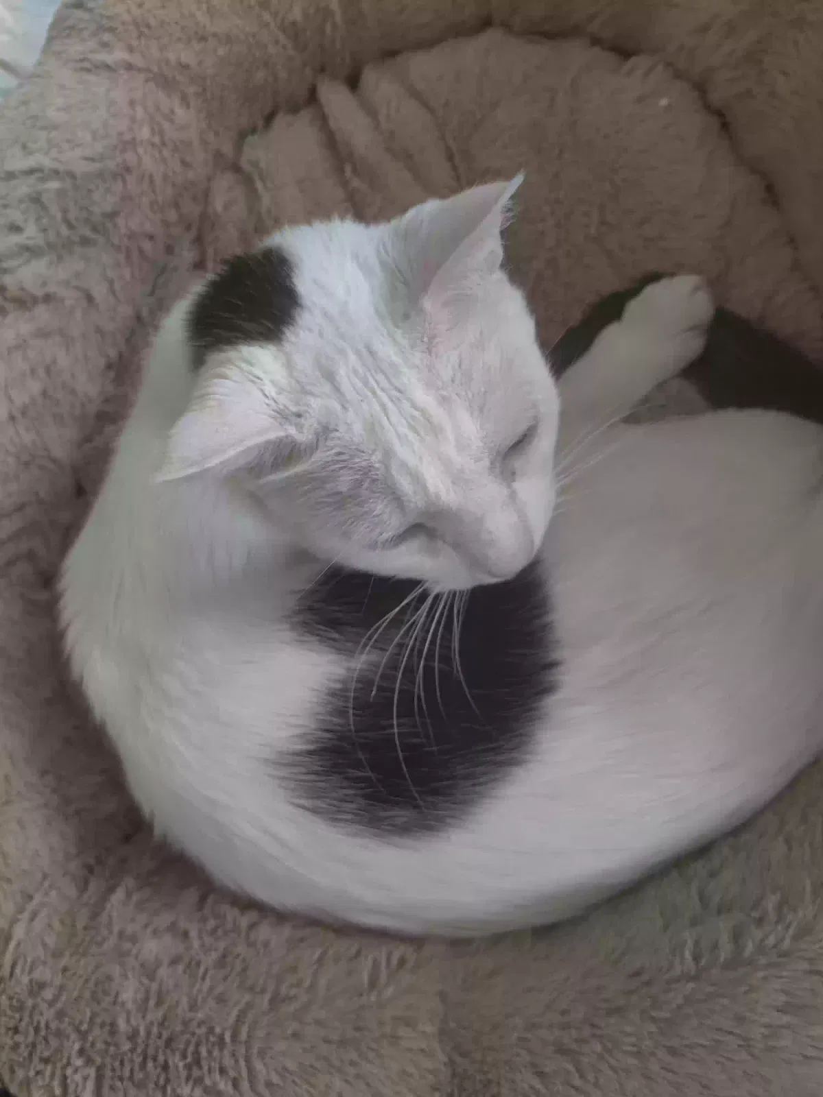 Lost cat in Philadelphia, PA, 19139
