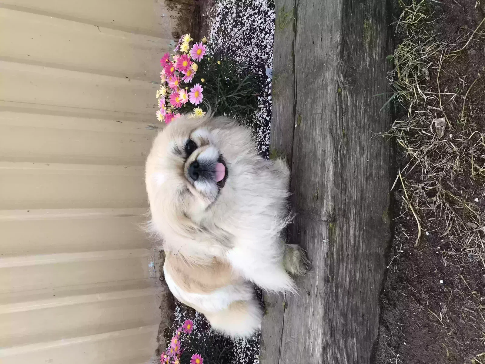Lost dog in Hilmar, CA, 95324
