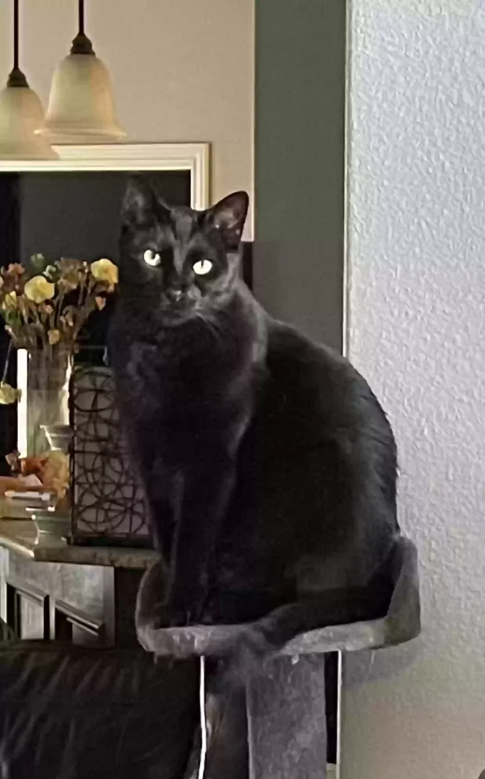 Lost cat in Corpus Christi, TX, 78418