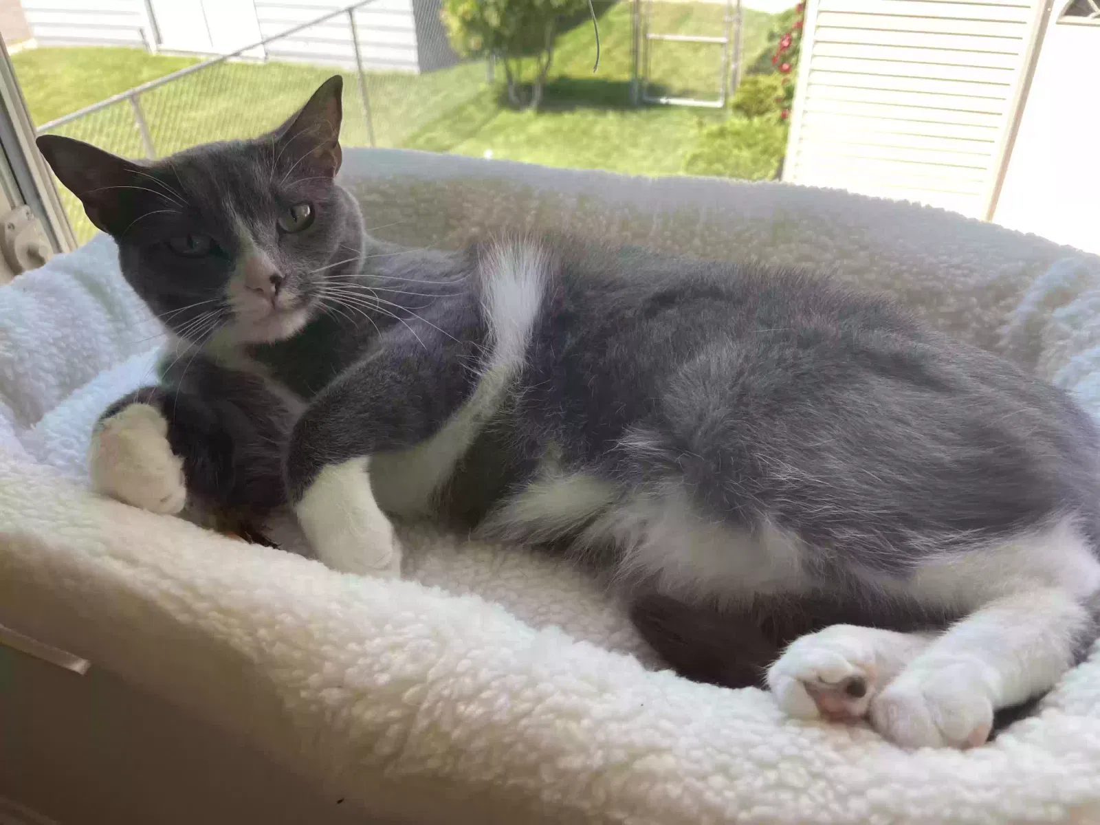 Lost cat in Minneapolis, MN, 55416