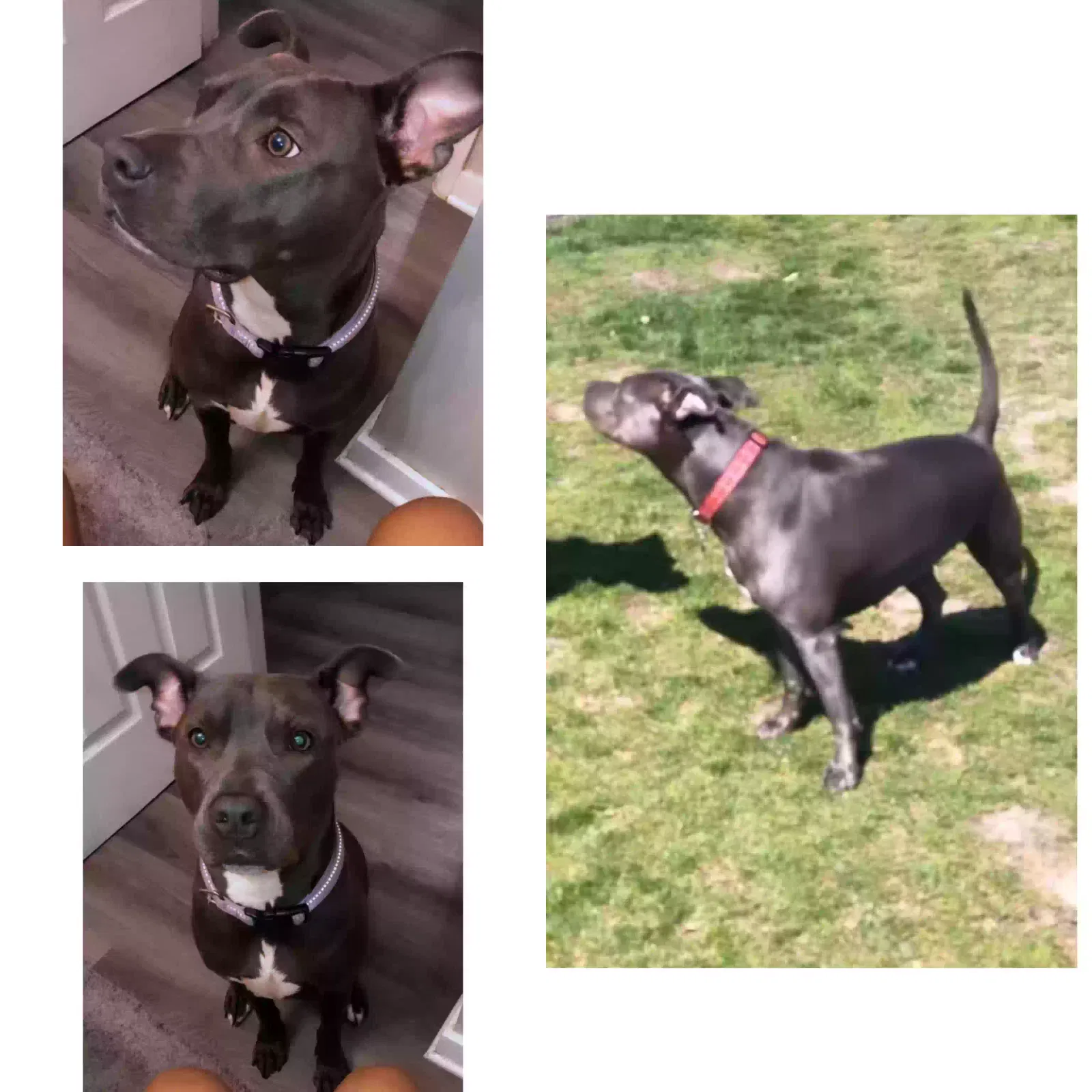 Lost dog in Chicago, IL, 60616