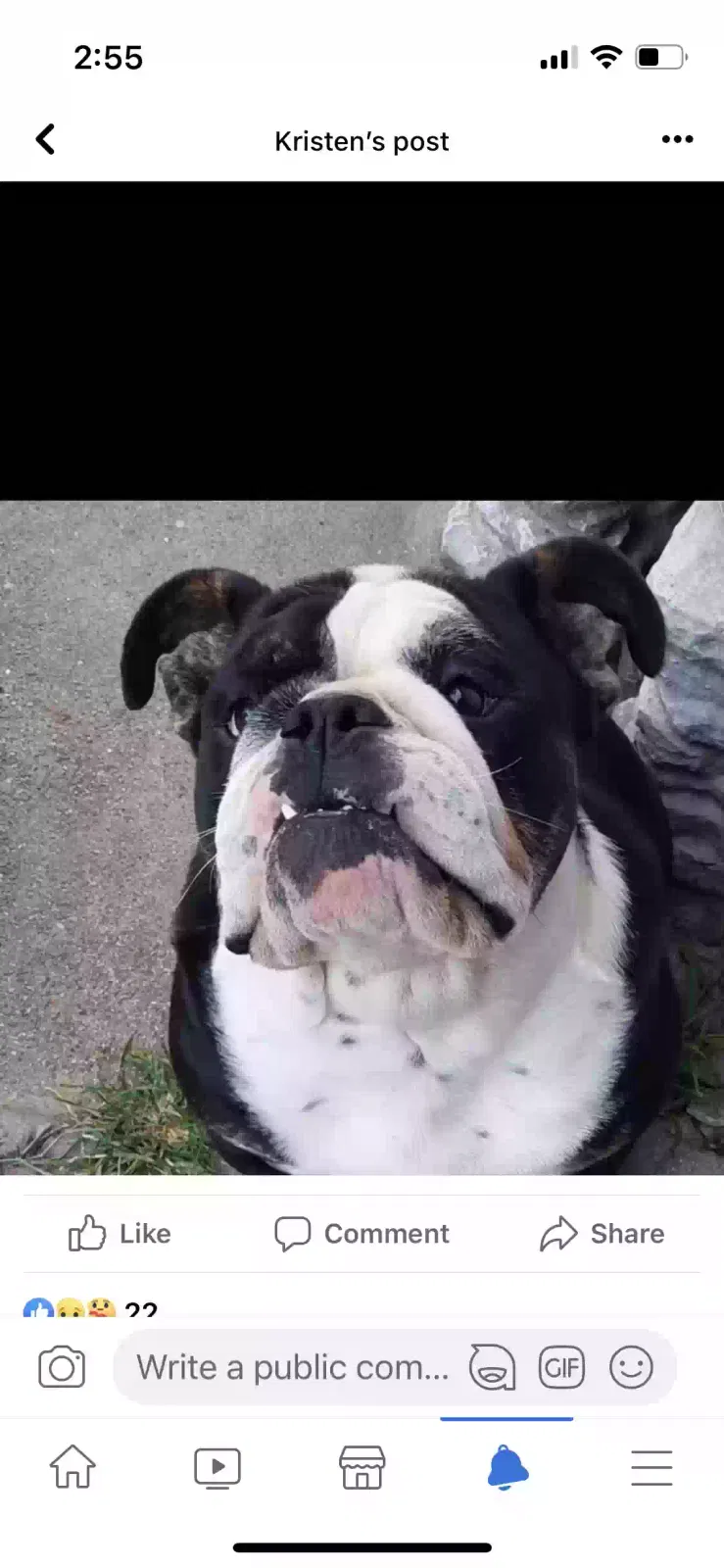 Lost dog in Louisville, KY, 40242