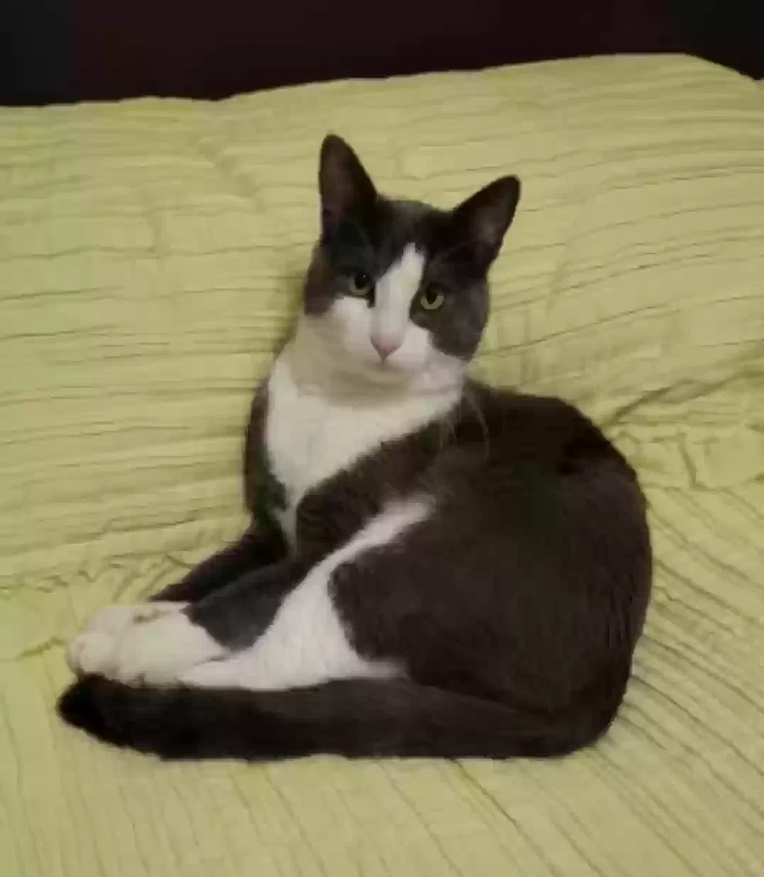 Lost cat in Moreno Valley, CA, 92553