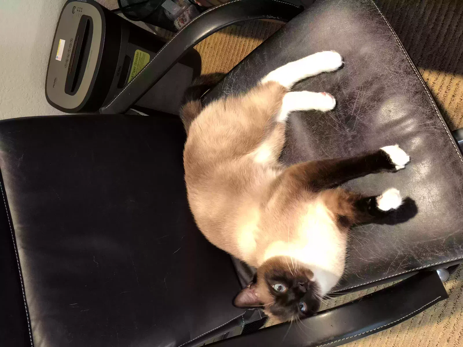 Lost cat in Laguna Niguel, CA, 92677