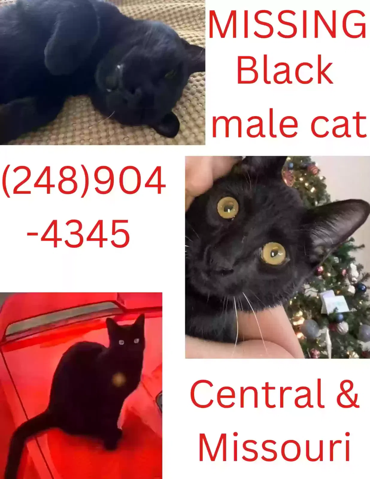 Lost cat in Phoenix, AZ, 85013