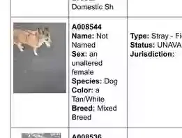 Lost dog in Wesley Chapel, FL, 33545