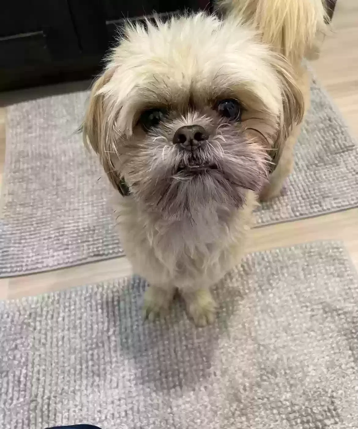 Lost dog in Salt Lake City, UT, 84128