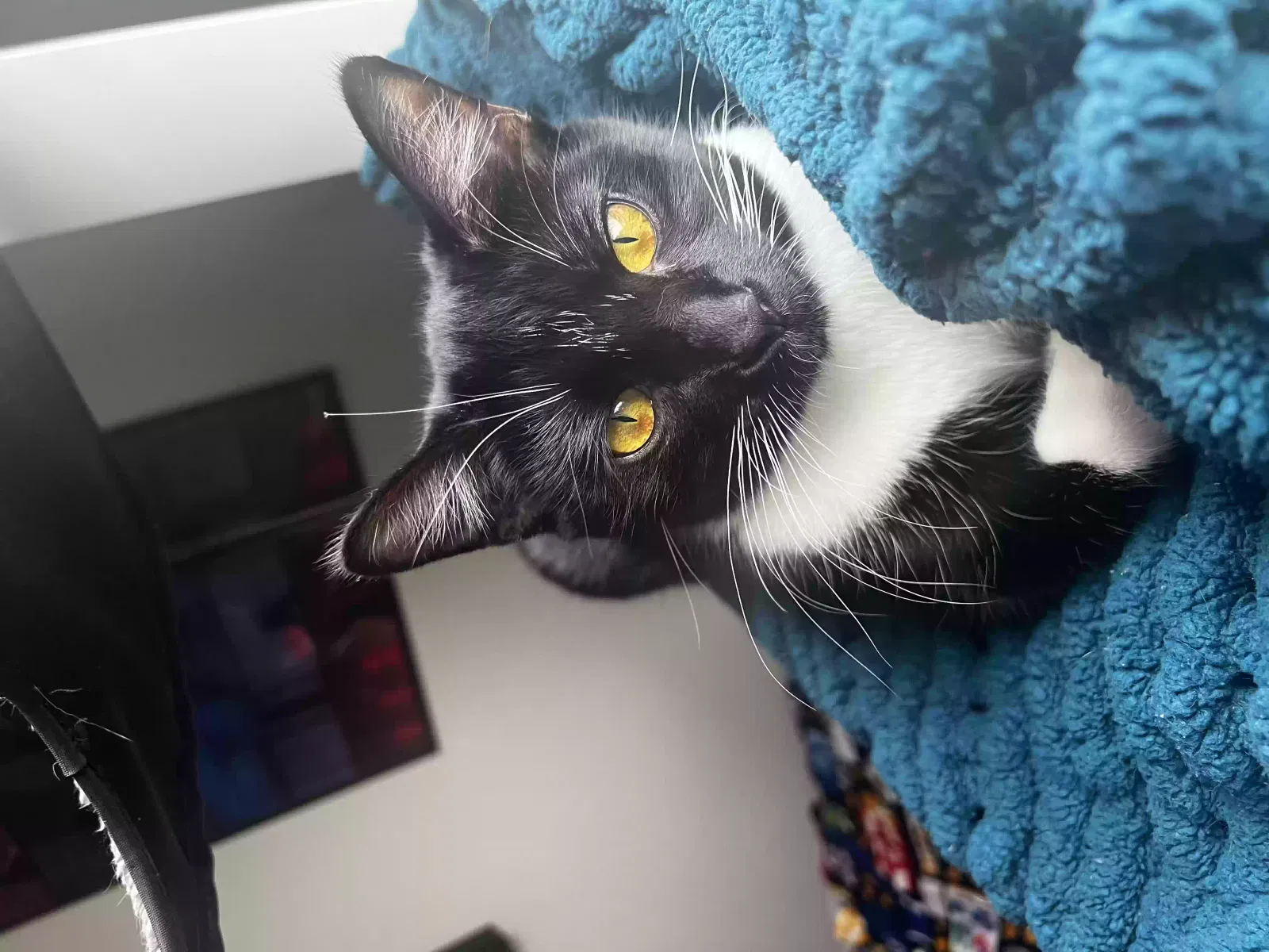 Lost cat in Kenosha, WI, 53140