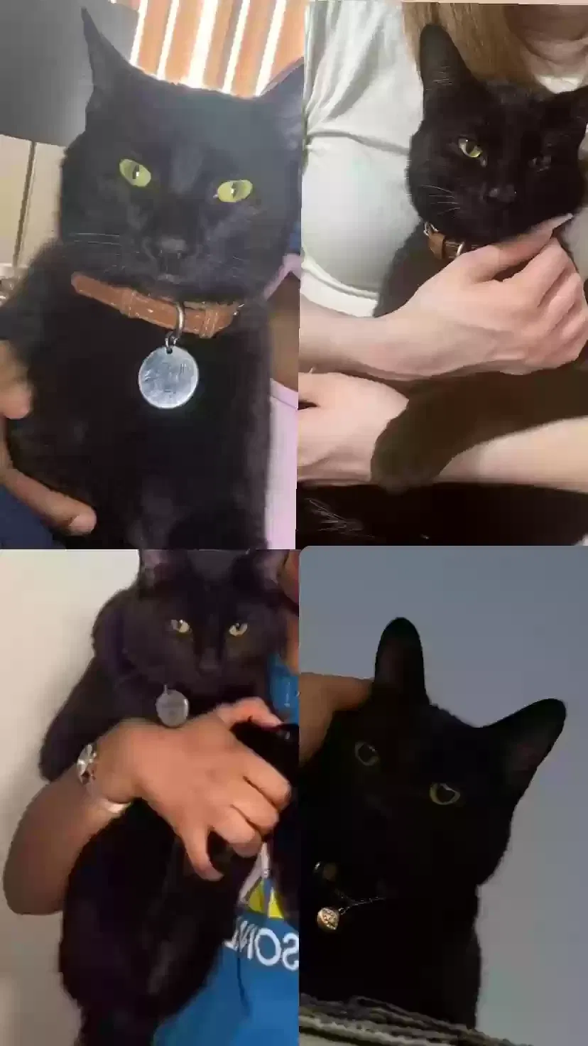 Lost cat in Las Vegas, NV, 89119