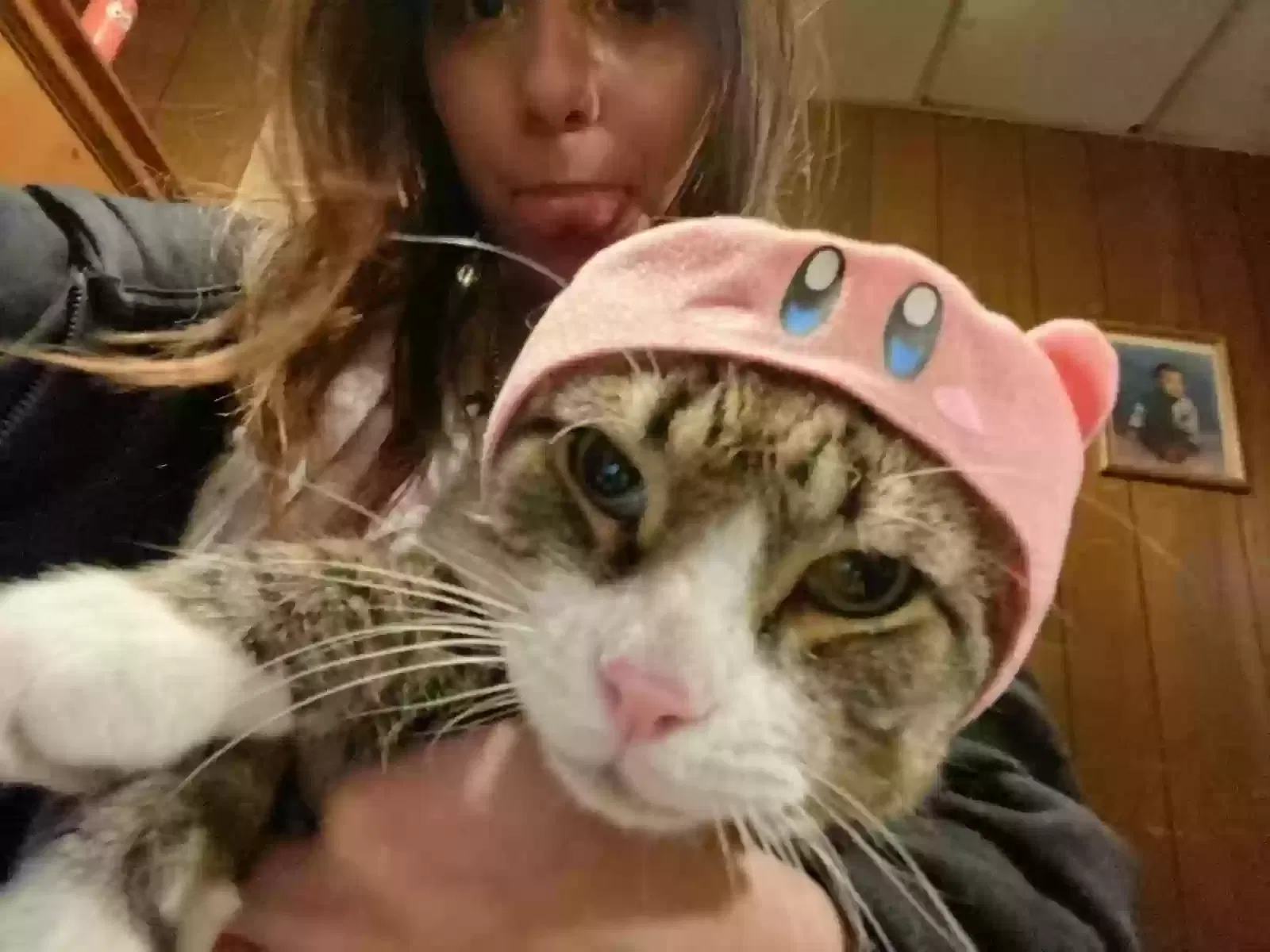 Lost cat in Grand Rapids, MI, 49505