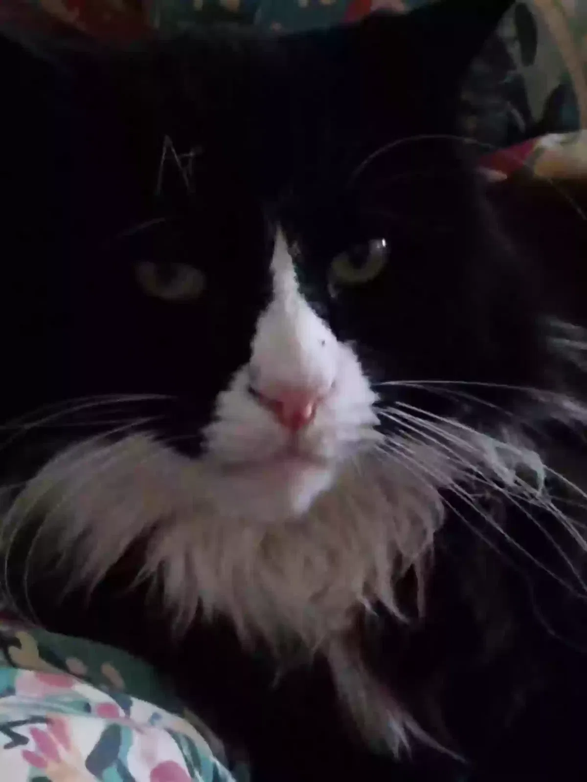 Lost cat in Monticello, NY, 12701