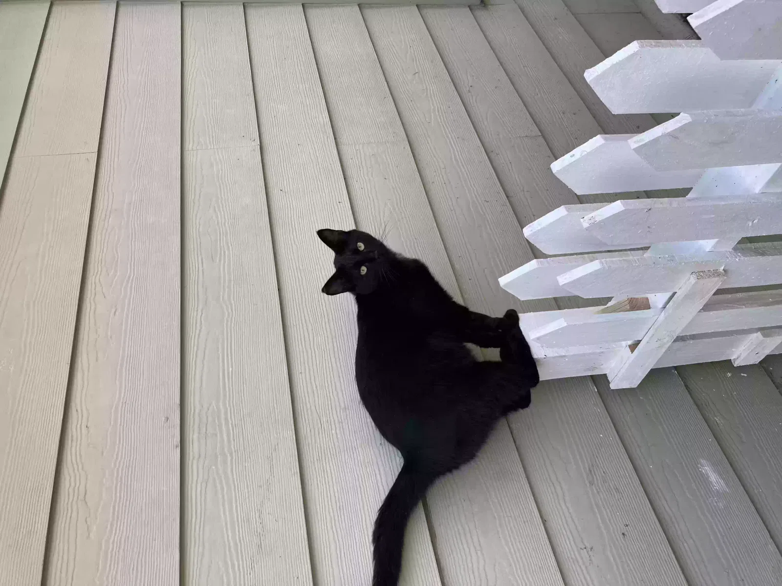Lost cat in Powder Springs, GA, 30127