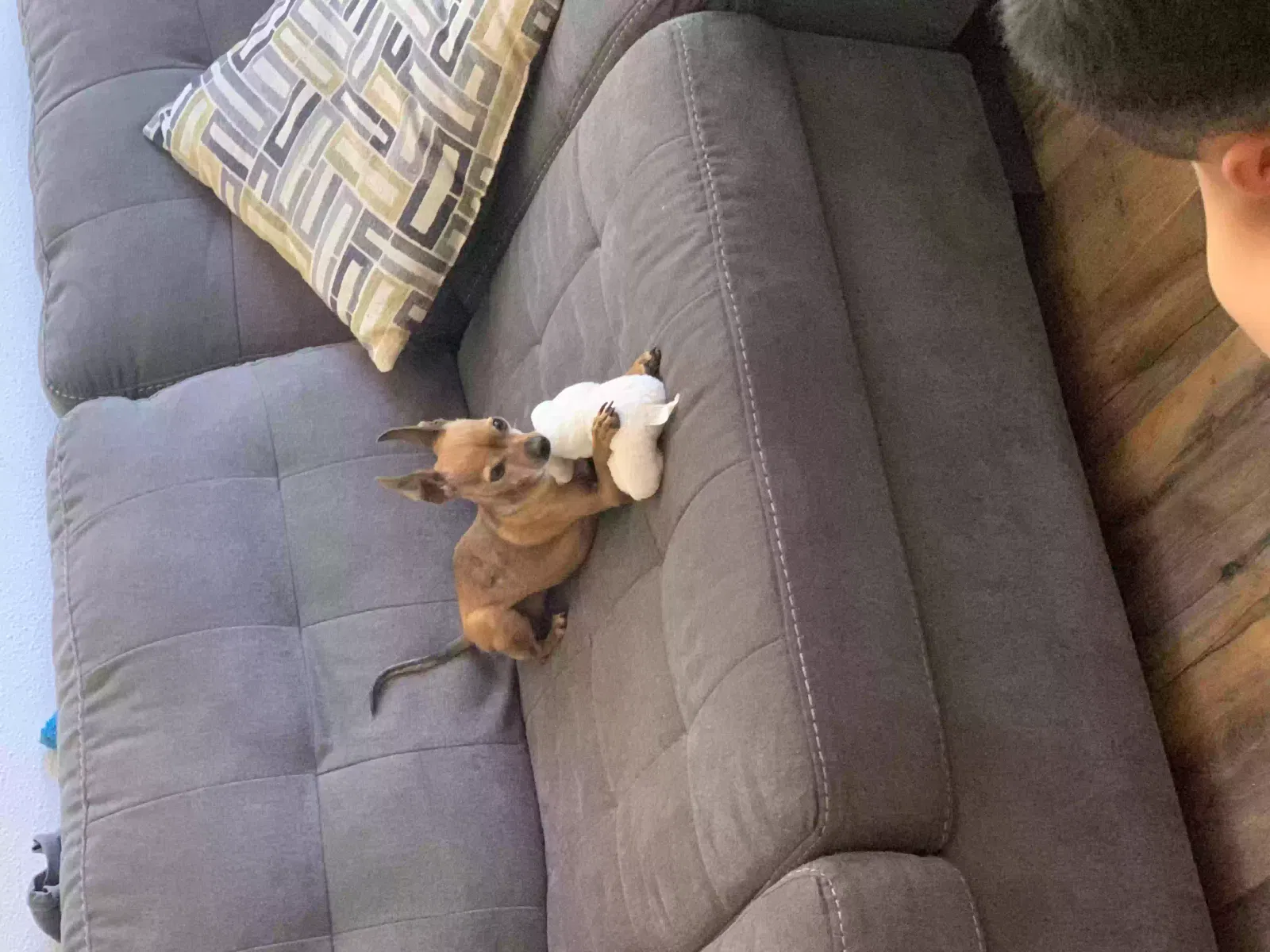 Lost dog in Anna, TX, 75409