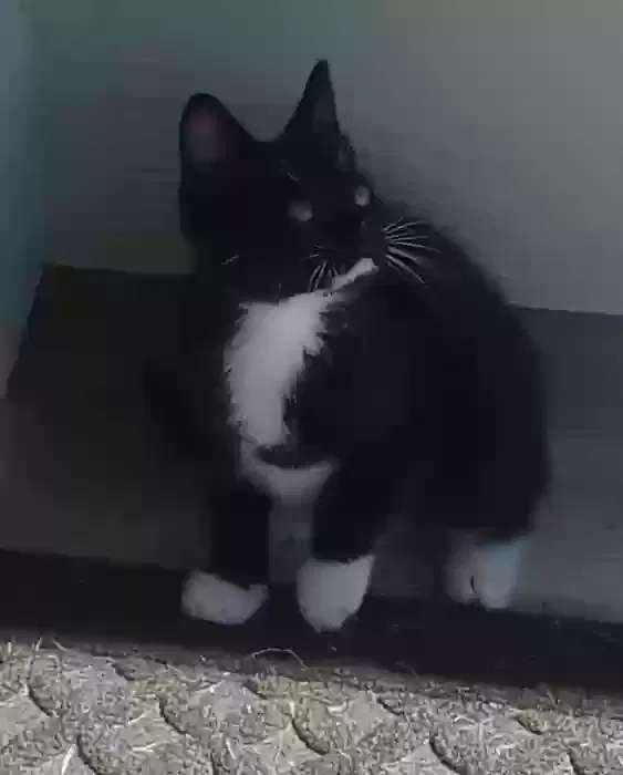 Lost cat in Converse, TX, 78109