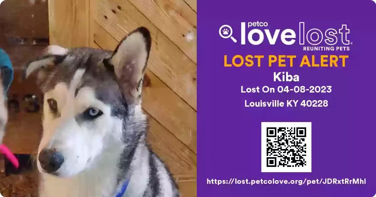 Lost dog in Louisville, KY, 40228