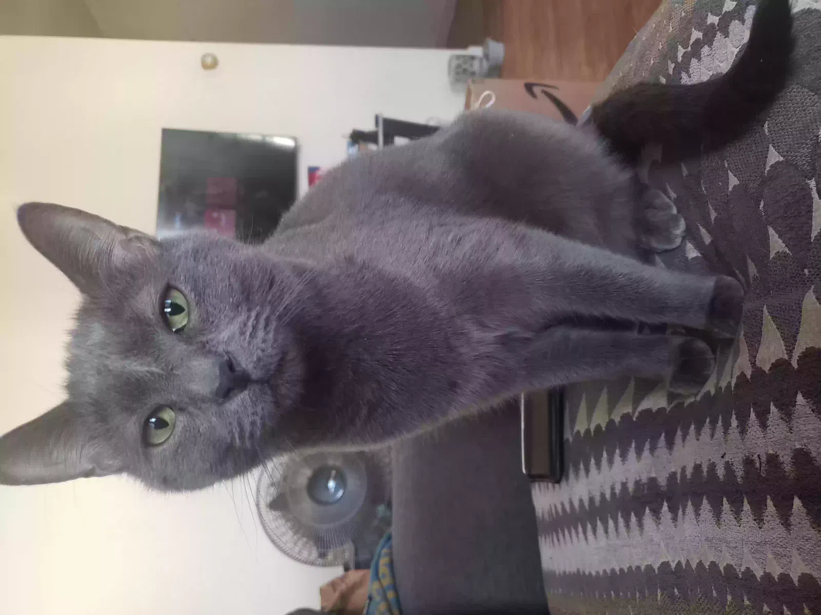 Lost cat in Lansdowne, PA, 19050