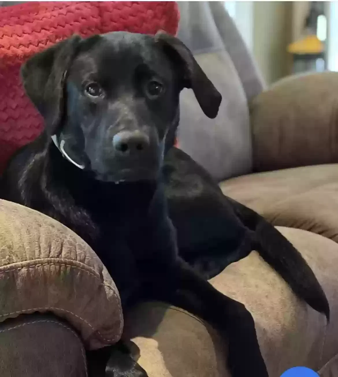 Lost dog in Soddy Daisy, TN, 37379